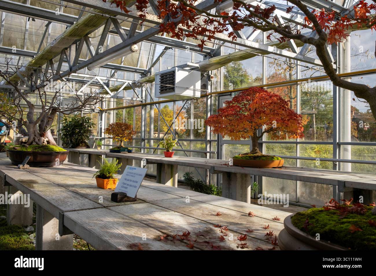 L'Arboretum de la Vallée-aux-loups à Chatenay-Malabry (région parisienne). Bonsaï dans la serre de bonsaï en automne Banque D'Images