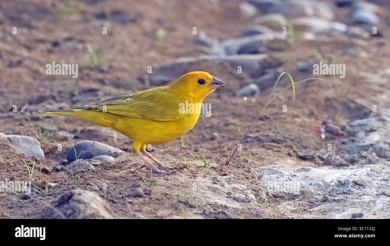 pingembre safran (Sicalis flaveola), oiseau de l'Équateur Banque D'Images