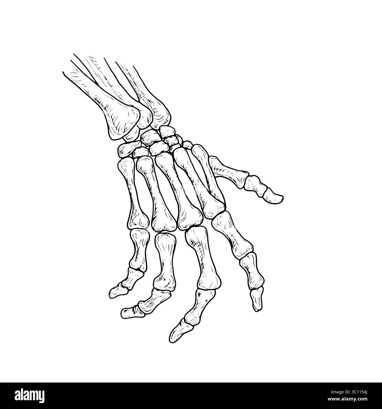 Main squelette, doigts faits d'os, dessin de silhouette, croquis noir et blanc. Illustration vectorielle. Décor classique d'Halloween, isolé sur blanc Illustration de Vecteur