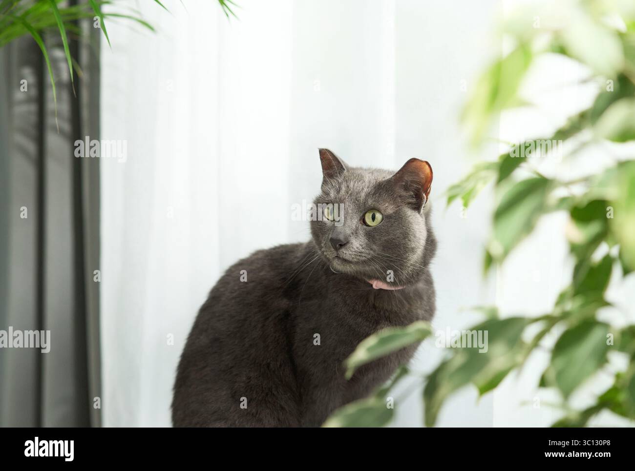 Vue latérale du chat gris alerte debout près des feuilles vertes et des rideaux Banque D'Images