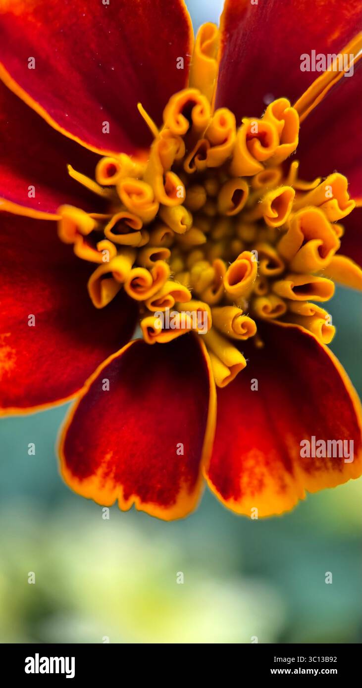 Photographie macro de fleur de Marigold . Banque D'Images