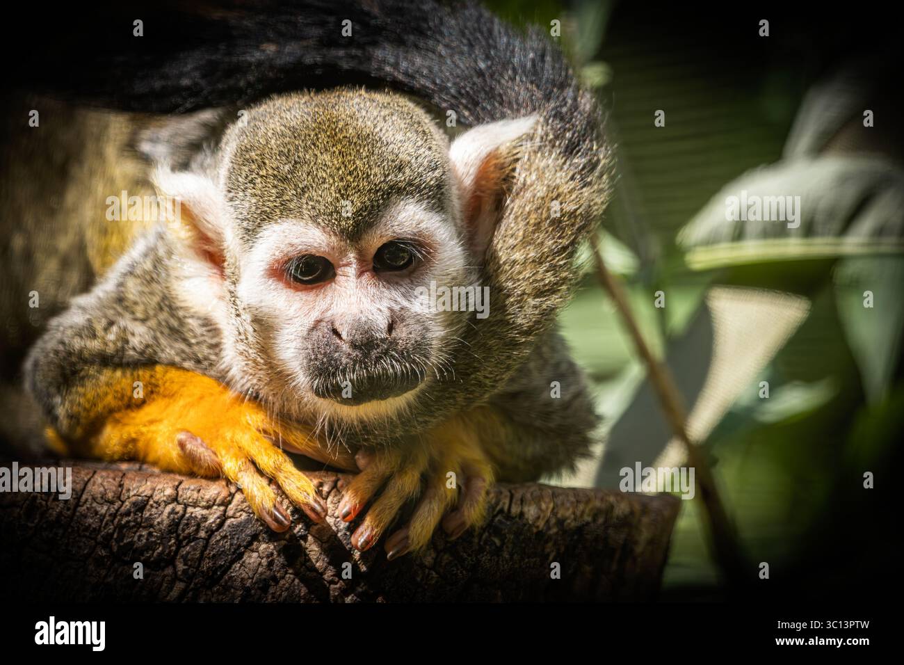 Singe écureuil au zoo de Paignton Banque D'Images