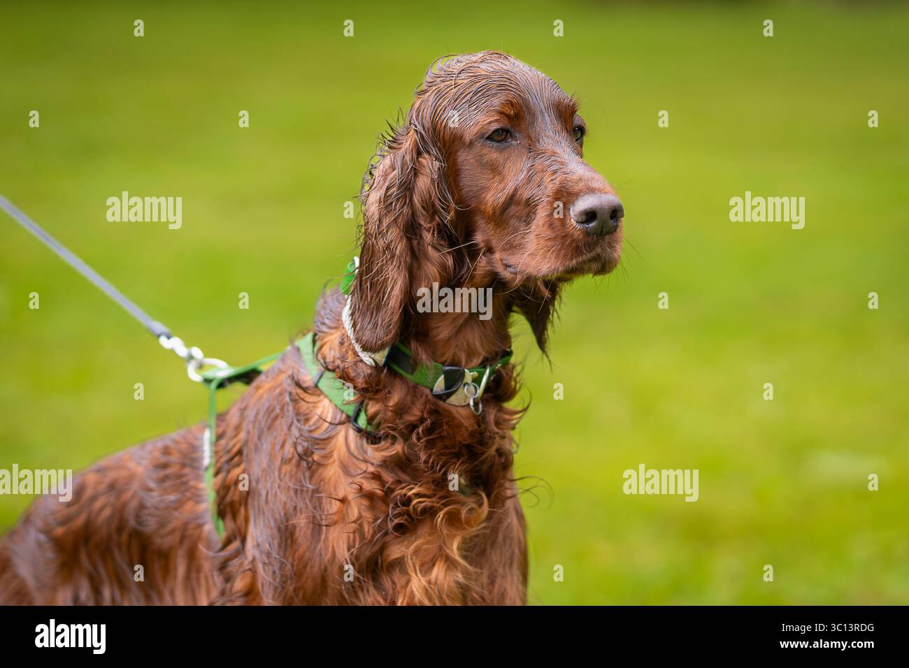 Gros plan d'un setter irlandais debout sur le terrain. Le chien setter rouge mouillé un jour de pluie. Banque D'Images
