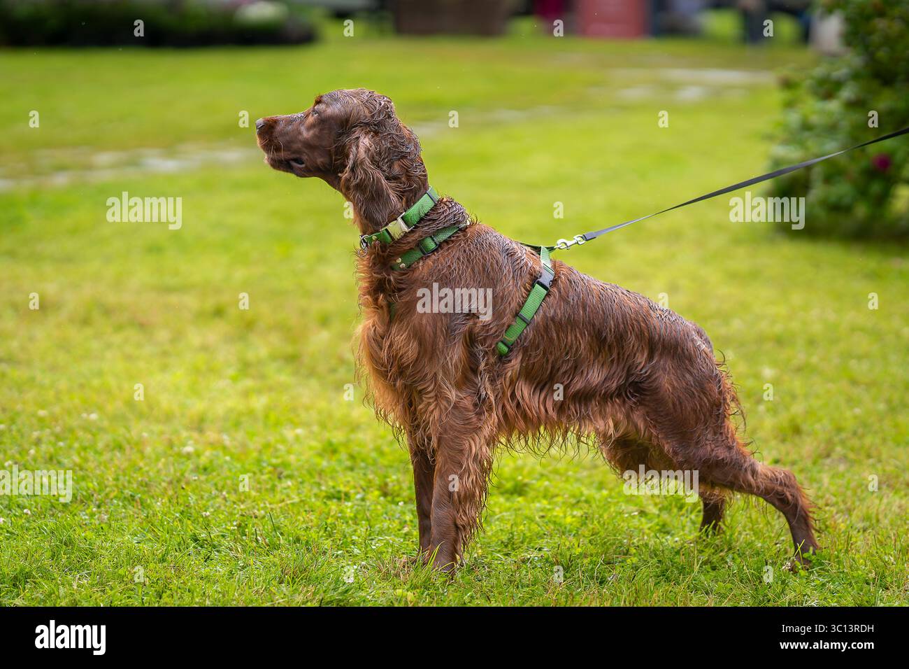 Gros plan d'un setter irlandais debout sur le terrain. Le chien setter rouge mouillé un jour de pluie. Banque D'Images