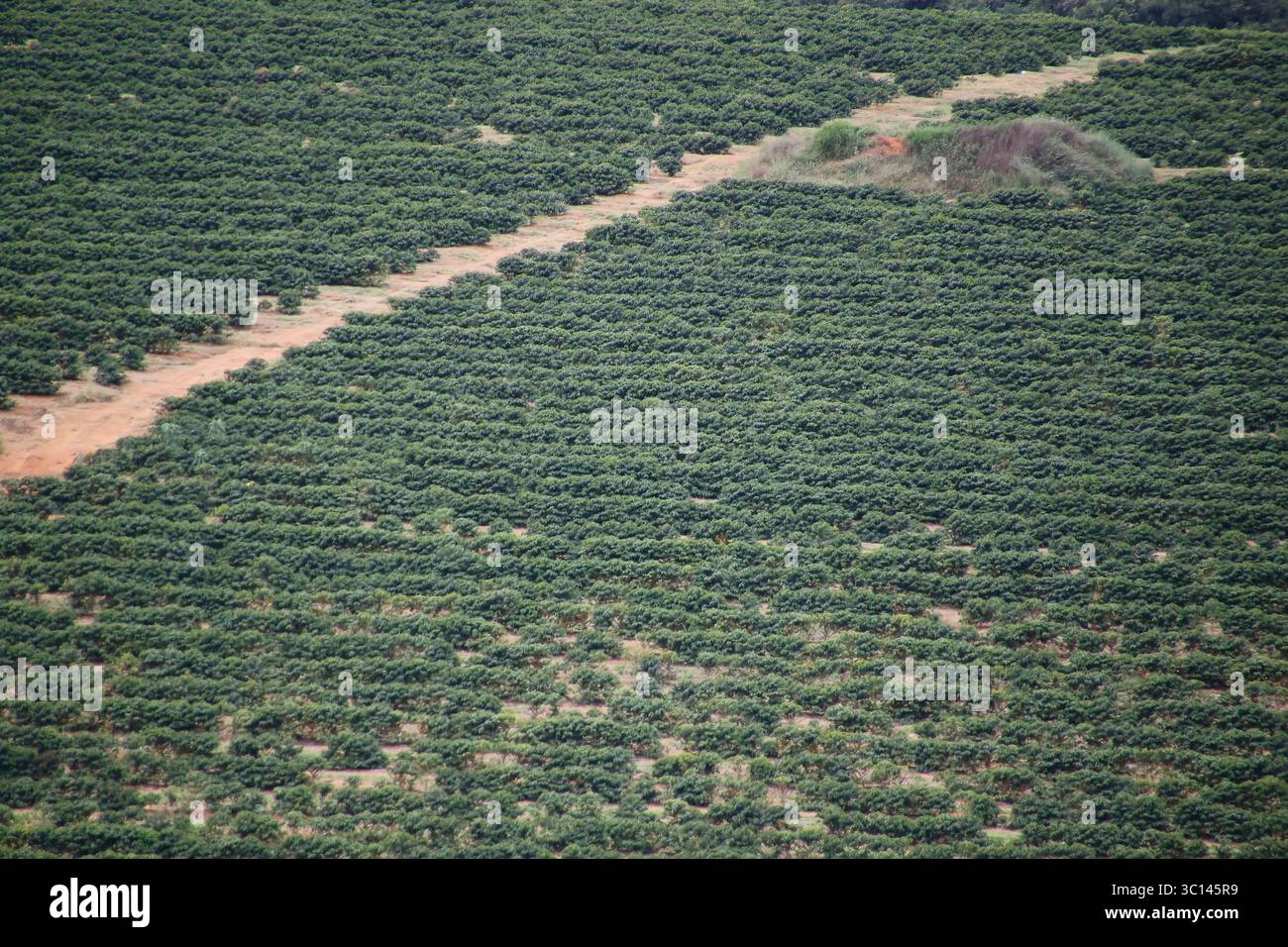 Plantation de café avec rangées alignées, feuillage vert et sol fertile, parfait pour l'agriculture, la production durable, et les thèmes de la nature à Brazi Banque D'Images