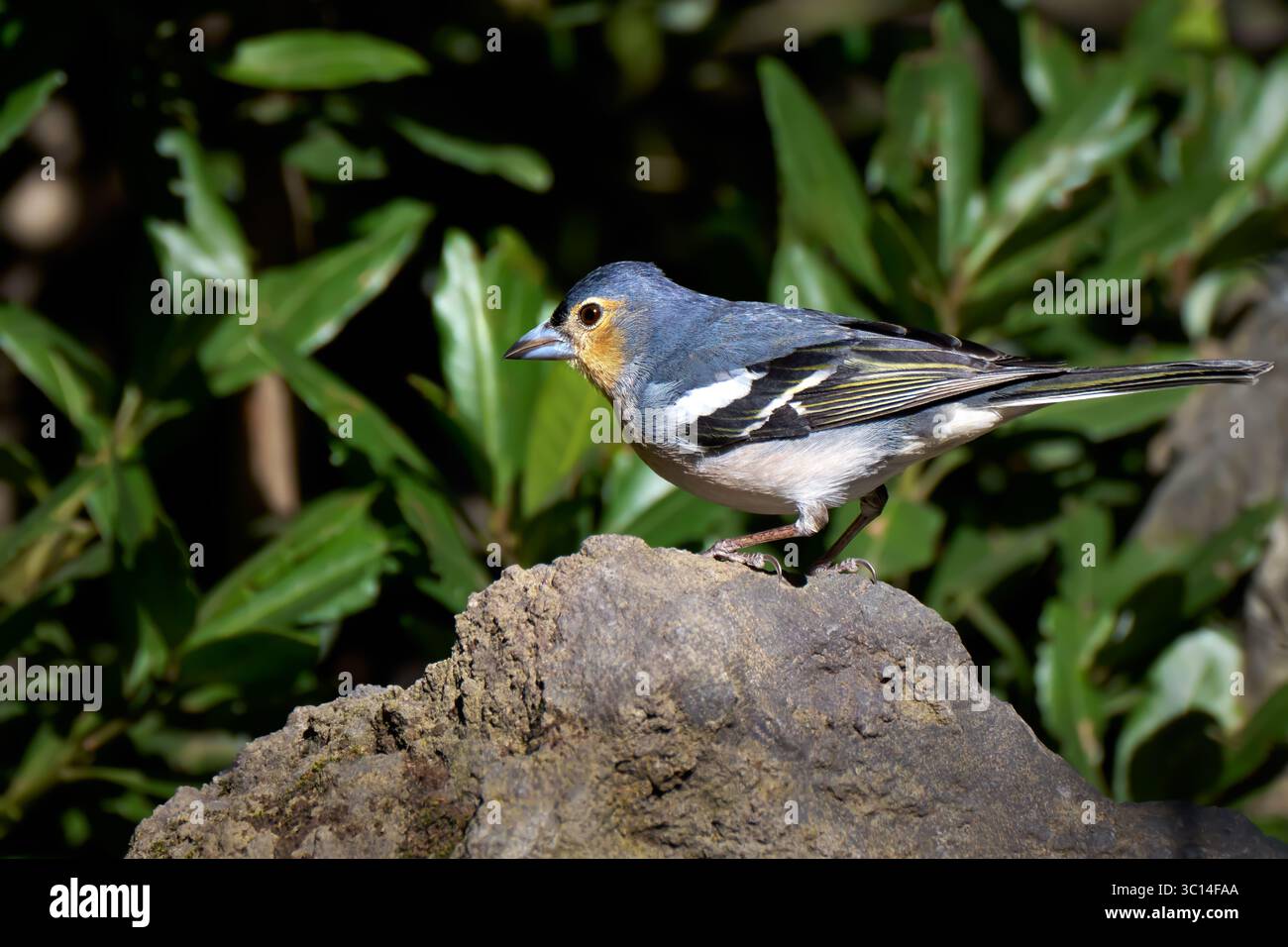 Hierro Chaffinch (Fringilla coelebs ombriosa) mâle debout sur une pierre devant un buisson vert Banque D'Images