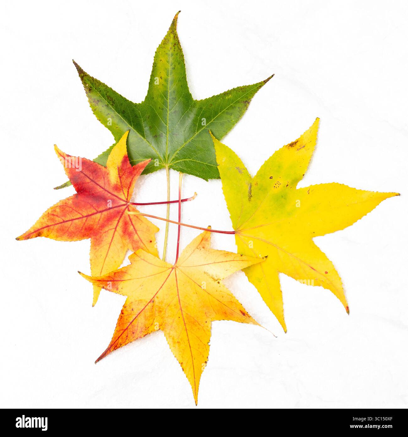 Feuilles d'érable jaunes d'automne. Banque D'Images
