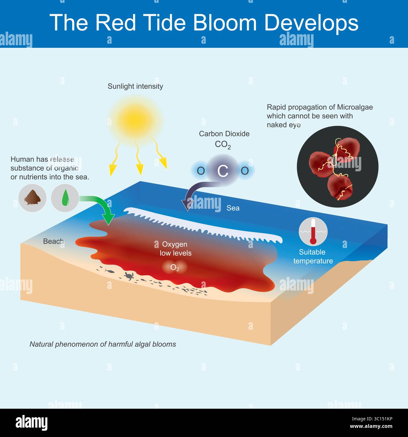 Le développement d'une floraison de marée rouge Illustration de Vecteur