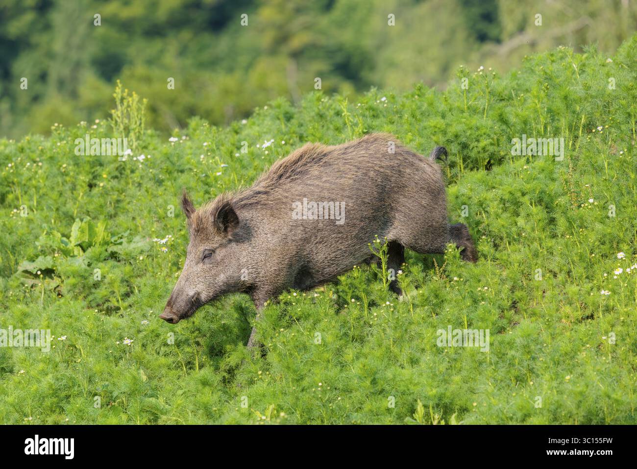 Un porcelet de sanglier (sus scrofa) traverse un champ de camomille sauvage (Matricaria chamomilla). Bavière, Allemagne Banque D'Images