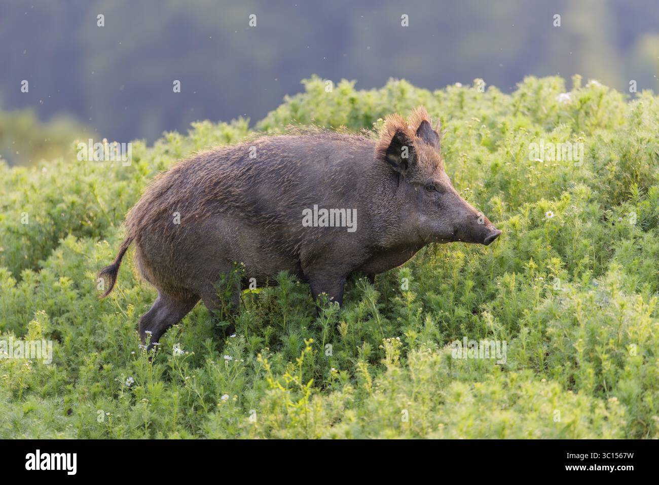 Un sanglier (sus scrofa) traverse un champ de camomille sauvage (Matricaria chamomilla). Bavière, Allemagne Banque D'Images