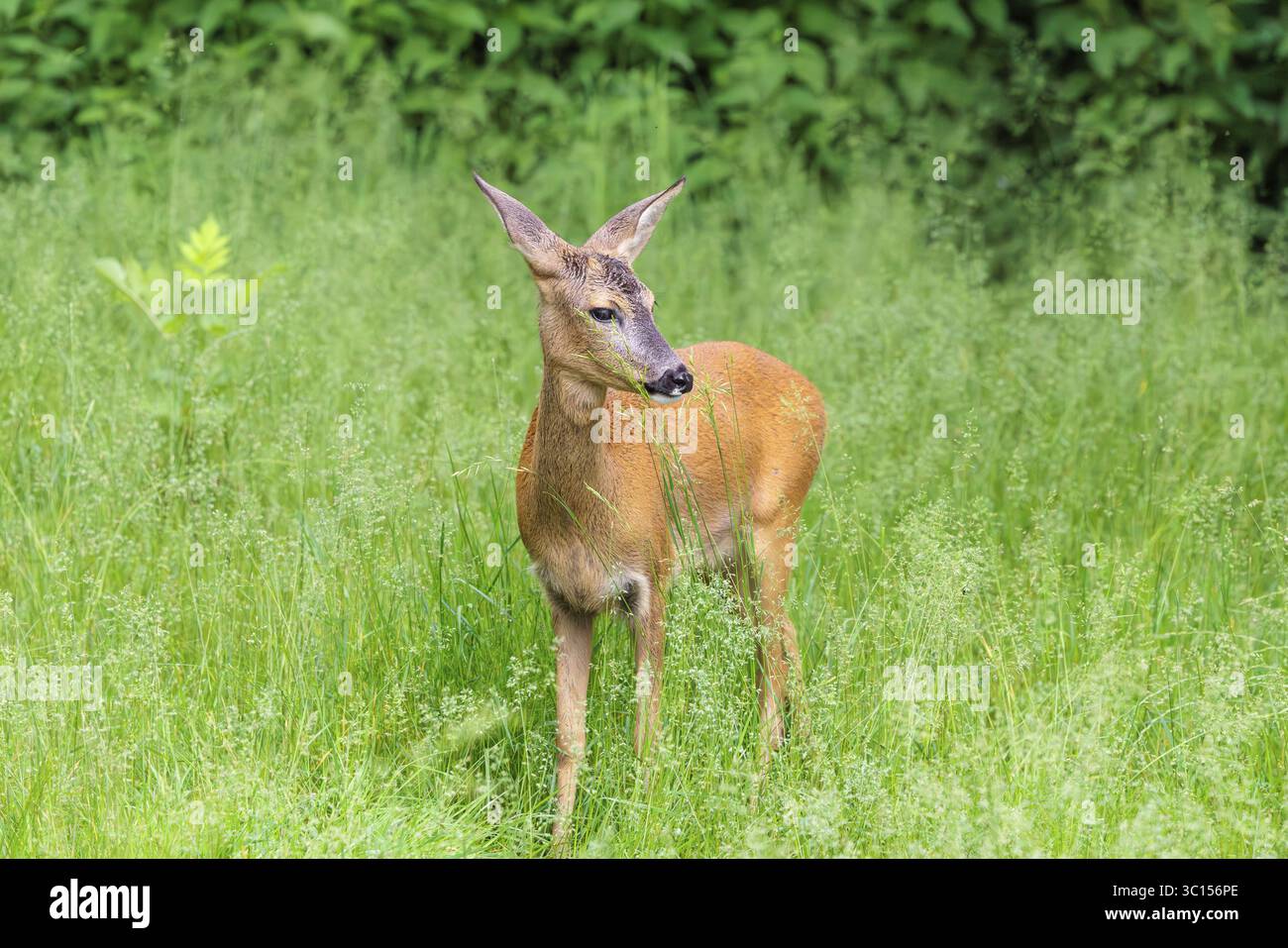 Un chevreuil femelle (Capreolus capreolus) se dresse dans un pré vert. Bavière, Allemagne Banque D'Images