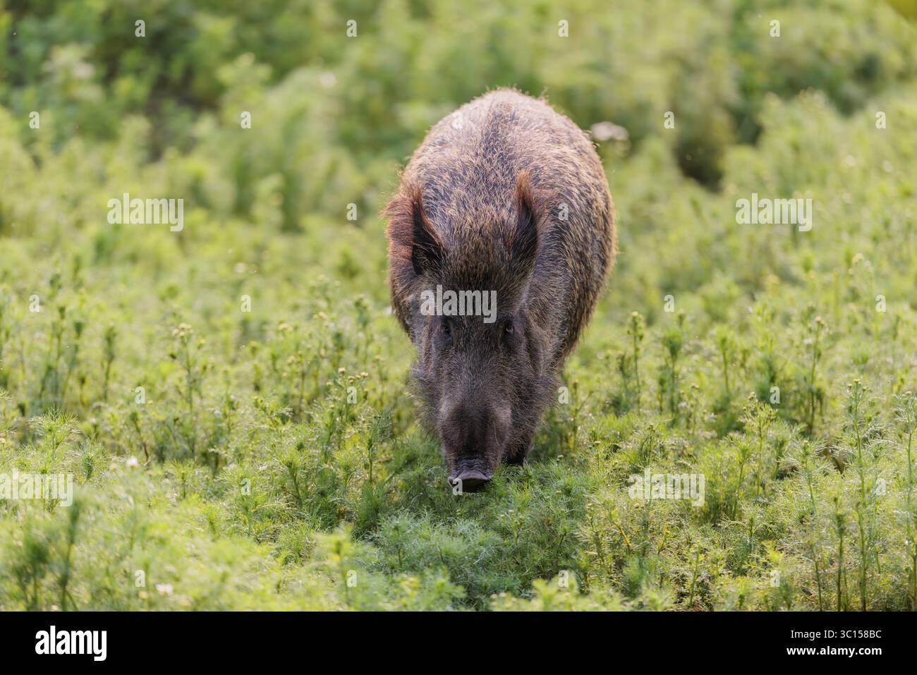 Un sanglier (sus scrofa) traverse un champ de camomille sauvage (Matricaria chamomilla). Bavière, Allemagne Banque D'Images