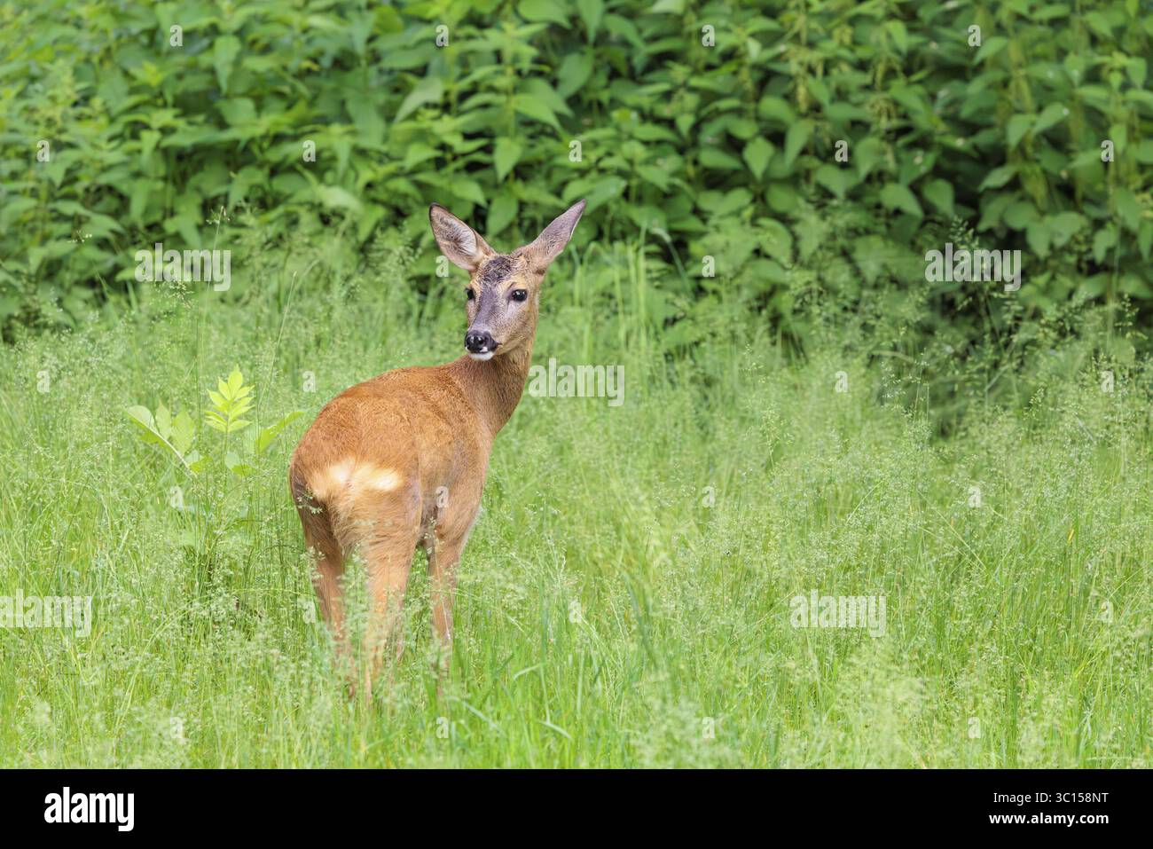 Un chevreuil femelle (Capreolus capreolus) se dresse dans un pré vert. Bavière, Allemagne Banque D'Images