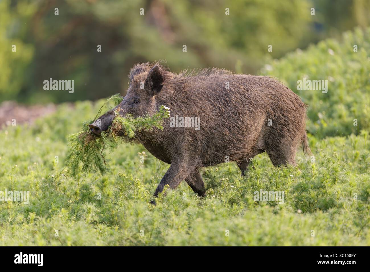 Un sanglier (sus scrofa) traverse un champ de camomille sauvage (Matricaria chamomilla) avec une touffe fraîchement cueillie dans sa bouche, secouant la saleté. Banque D'Images