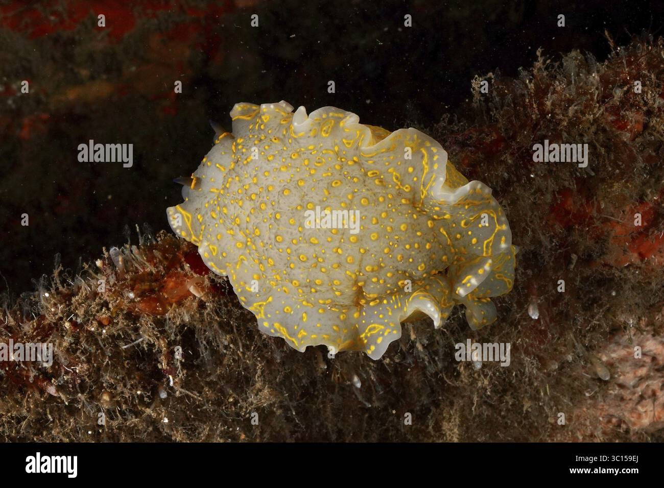 Nudibranche de mer blanche avec des points jaunes, escargot étoile jaune-violet escargot étoile (Felimare Picta), sur le fond marin dans la mer Méditerranée près de Hyères, plongée Banque D'Images