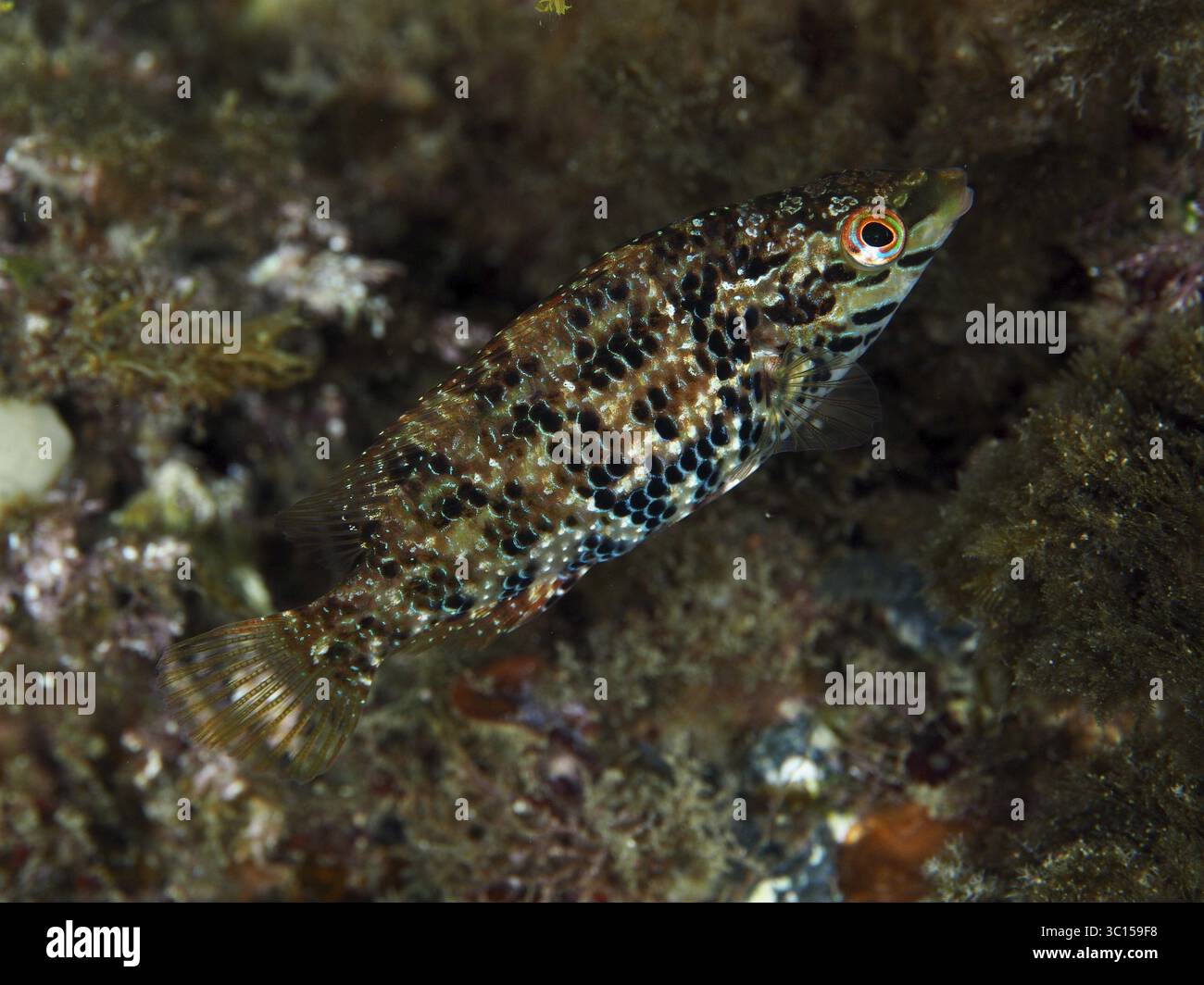 Petit poisson à l'aspect camouflé et motif complexe, wrasse à cinq taches (Symphodus roissali), caché dans les fonds marins dans la mer Méditerranée ne Banque D'Images