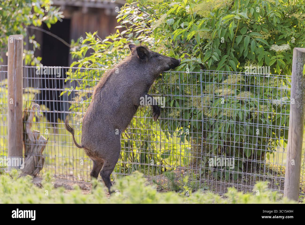 Un sanglier (sus scrofa) se tient debout dans un champ de camomille sauvage (Matricaria chamomilla) par une clôture pour manger le buisson de l'autre côté. Bavière, GE Banque D'Images