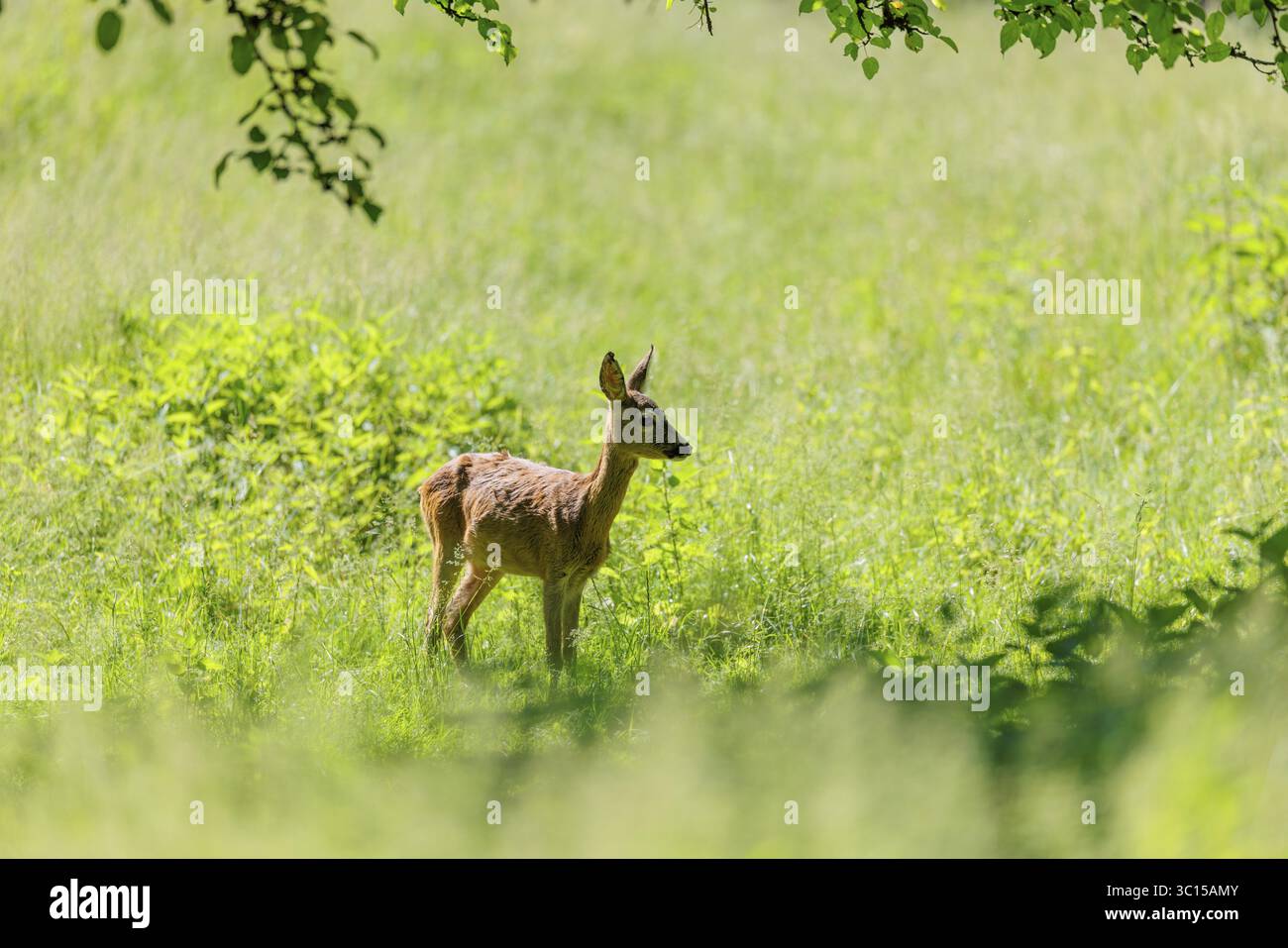 Un chevreuil femelle (Capreolus capreolus) se dresse dans un pré vert. Bavière, Allemagne Banque D'Images