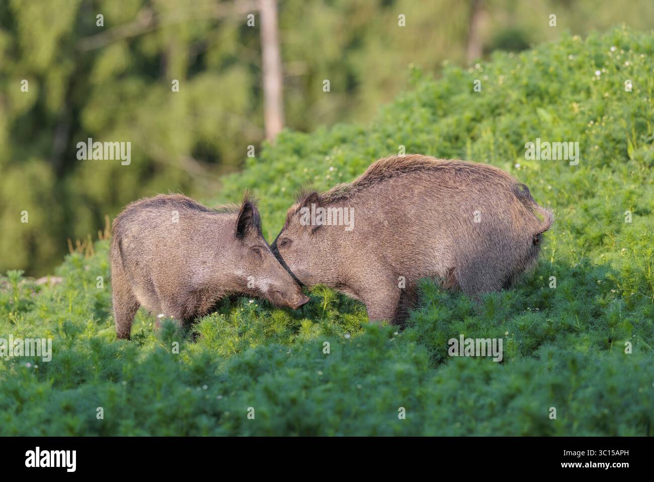 Deux jeunes sangliers (sus scrofa) se tiennent dans un champ de camomille sauvage (Matricaria chamomilla), se frottant la tête l'un sur l'autre. Bavière, Allemagne Banque D'Images