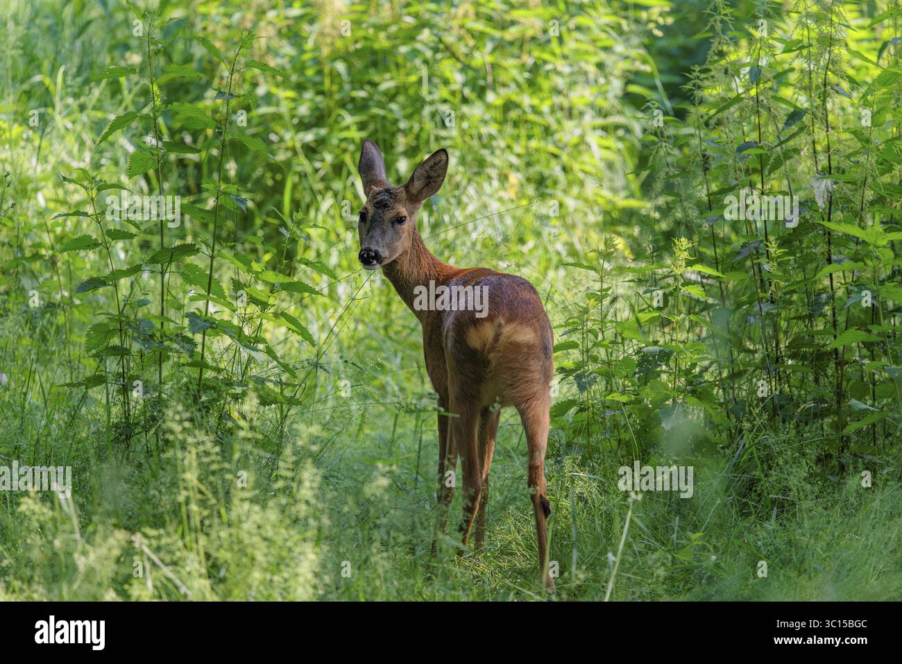 Un chevreuil femelle (Capreolus capreolus) croise un fourré d'ortie. Bavière, Allemagne Banque D'Images