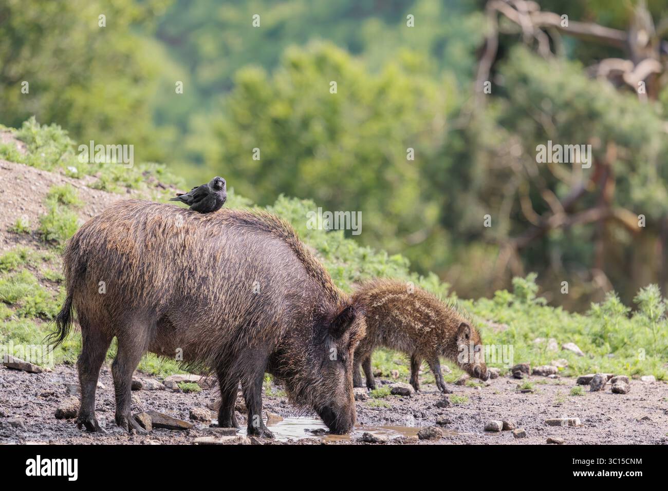 Un jackdaw (Coloeus monedula) est assis sur le dos d'un sanglier (sus scrofa). Bavière, Allemagne Banque D'Images