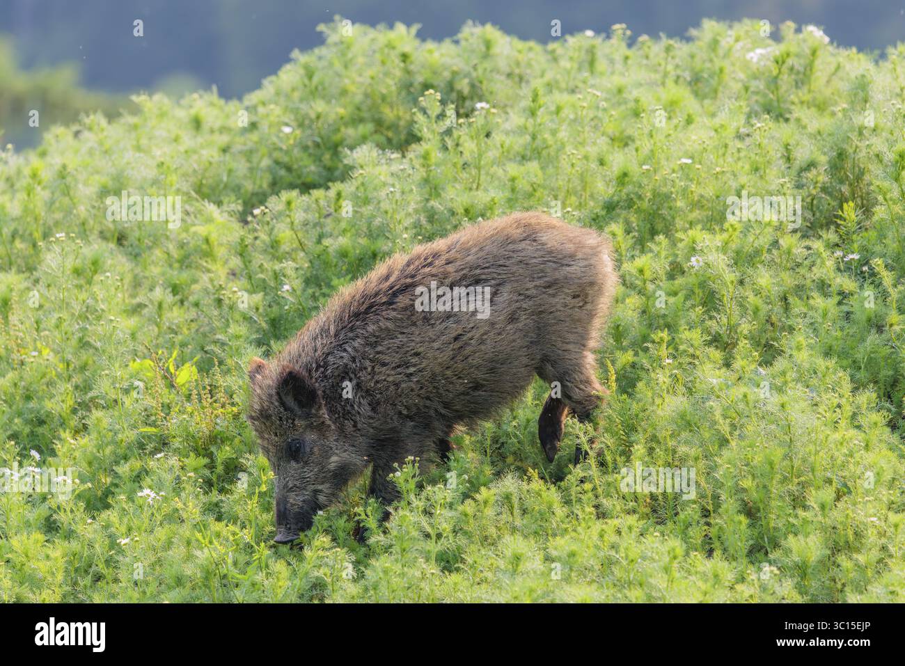 Un sanglier (sus scrofa) traverse un champ de camomille sauvage (Matricaria chamomilla). Bavière, Allemagne Banque D'Images