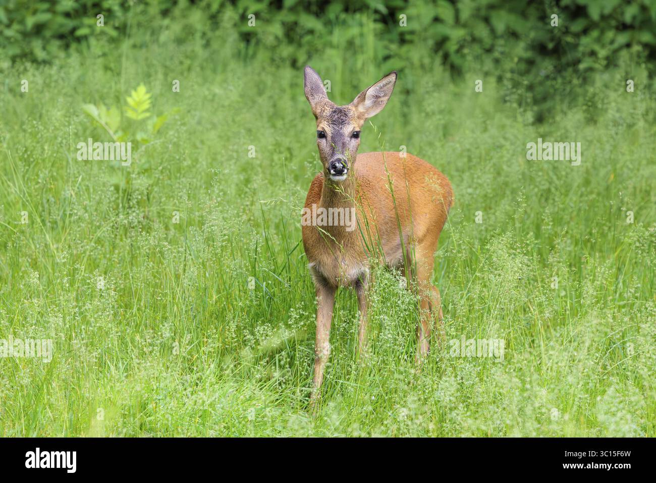 Un chevreuil femelle (Capreolus capreolus) se dresse dans un pré vert. Bavière, Allemagne Banque D'Images