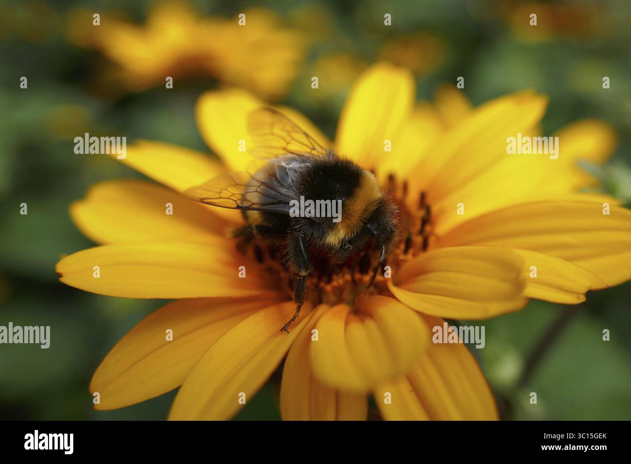 Bourdon sur un œil de soleil Banque D'Images