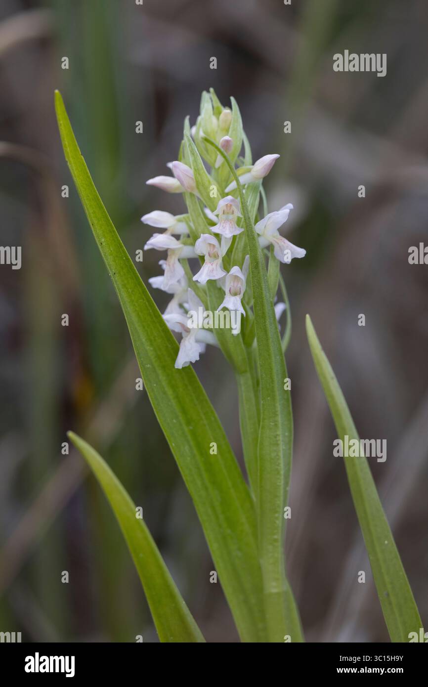 Fleischfarbenes Knabenkraut, Steifblättriges Knabenkraut, Dactylorhiza incarnata, orchidée marécageuse précoce, L'orchis incarnat, orchis incarnat Banque D'Images