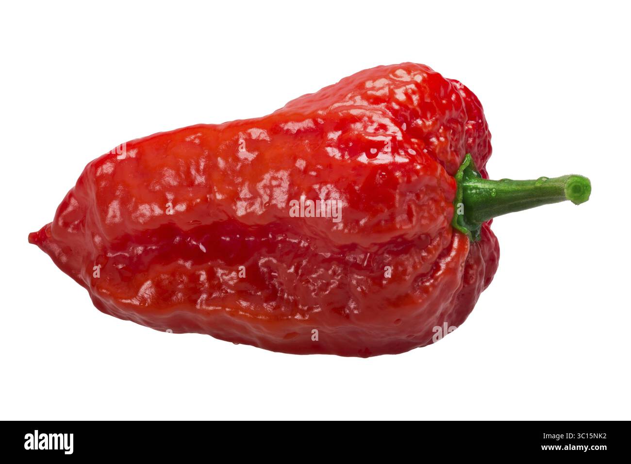 Piment Bhut Jolokia ghost (Capsicum frutescens x hybride Capsicum chinense). Chemins de détourage, shadowless Banque D'Images