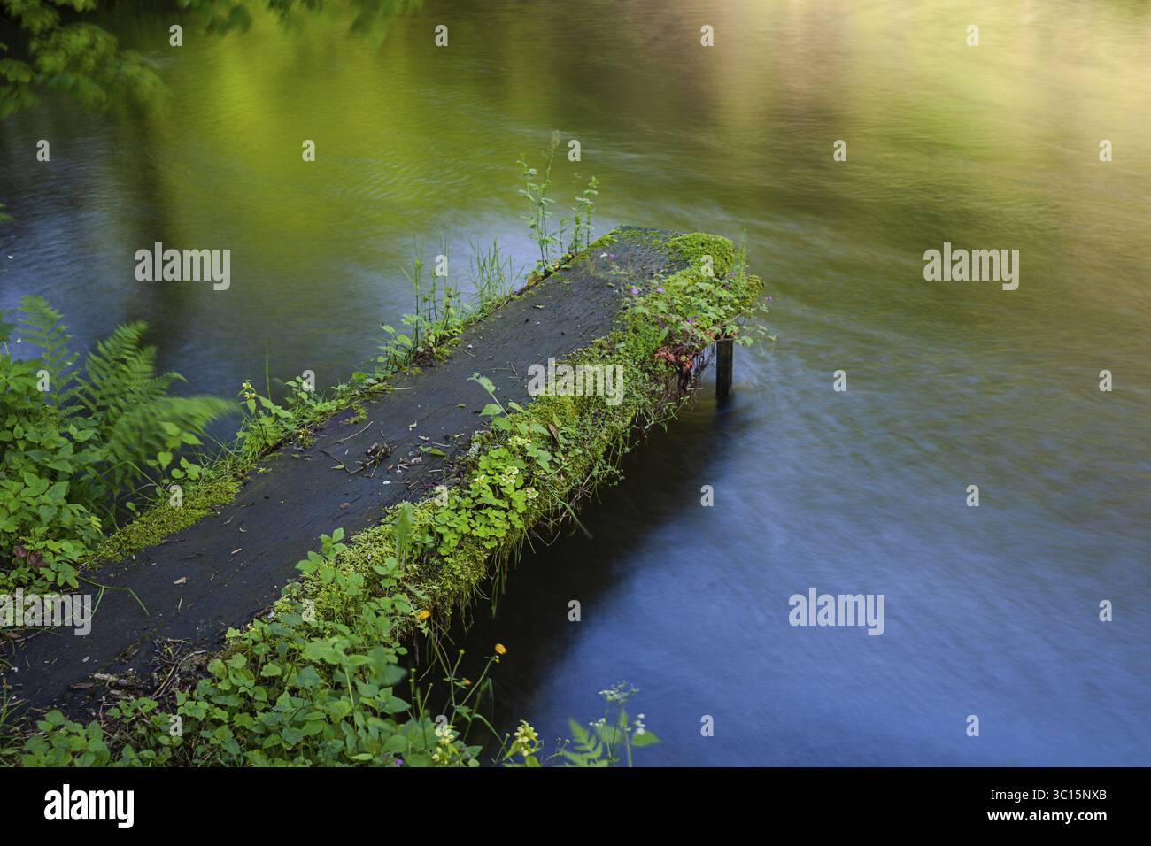 Une petite passerelle couverte de mousse pénètre dans la rivière qui coule doucement, entourée de végétation verdoyante Stillenbachklamm Muehlviertel haute-Autriche Banque D'Images