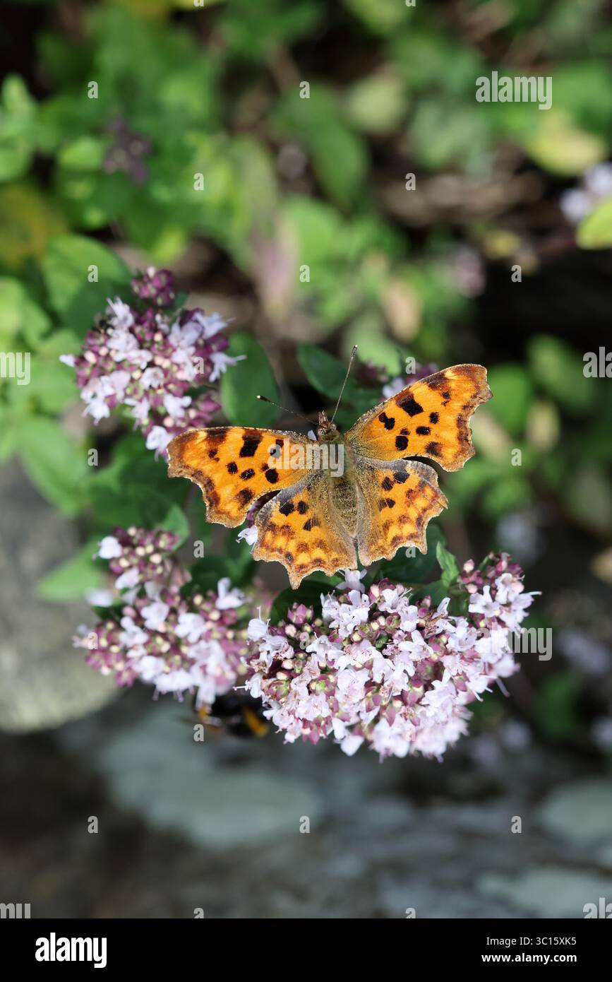 Comma (Polygonia c-album) papillon se nourrissant d'une marjolaine dans un habitat de jardin, Nord de l'Angleterre, Royaume-Uni Banque D'Images