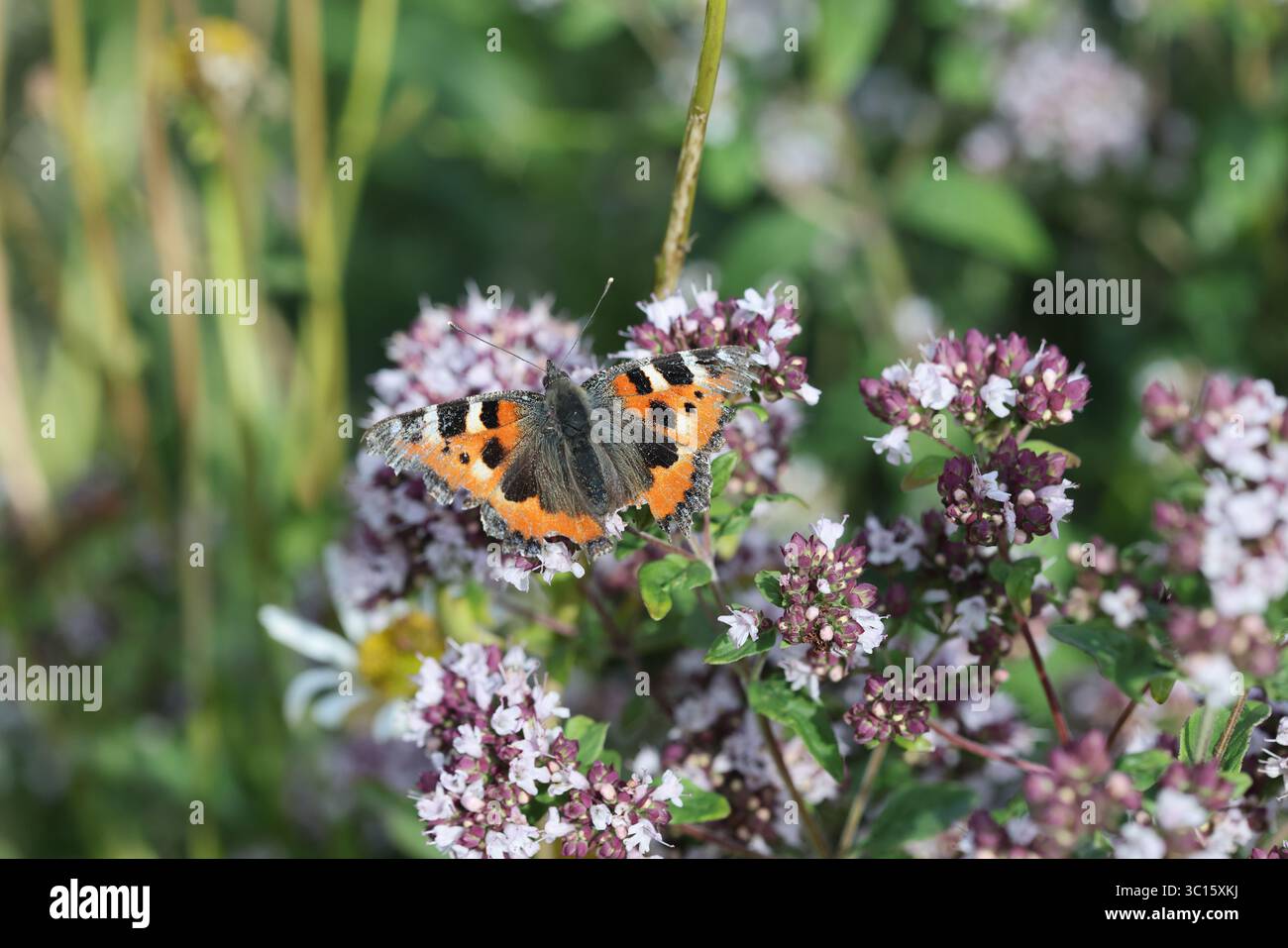 Petit écaille de tortue (Aglais urticae) papillon avec des ailes très usées se nourrissant d'une plante de marjolaine dans un habitat de jardin, Nord de l'Angleterre, Royaume-Uni Banque D'Images