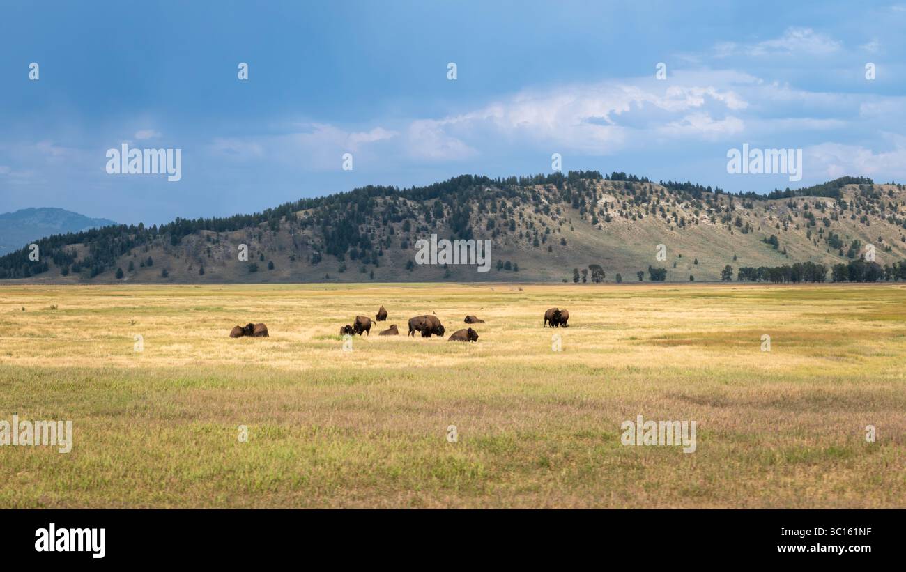 Un troupeau de bisons paît dans un champ juste à l'extérieur du parc national de Grand Teton dans le Wyoming, aux États-Unis Banque D'Images