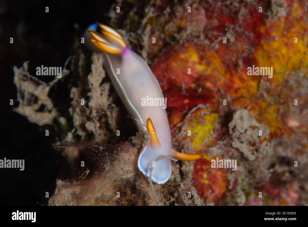 Vue d'une nudibranche vibrante, son corps translucide orné de rafales d'orange et de bleu, accroché à un récif grouillant de vie, Pemuteran, Bali, Indonésie. Banque D'Images