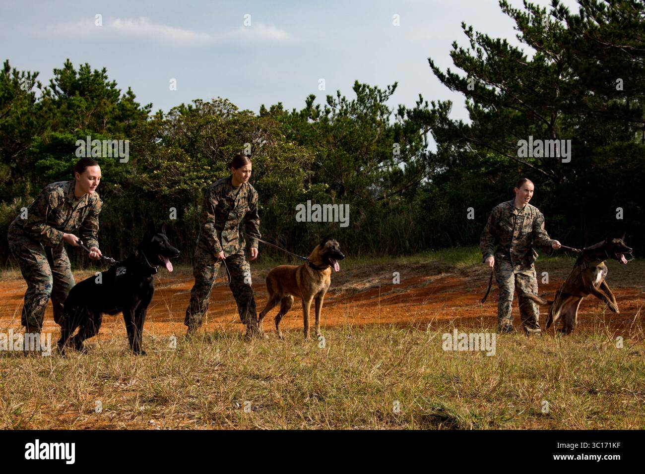 9 janvier 2019 - Camp Hansen, Okinawa, Japon - Marines américains avec quartier général et bataillon de service, Camp Butler de base du corps des Marines, installations du corps des Marines Pacifique, et leur entraînement d'agression contrôlée de conduite K-9 au Camp Hansen, Okinawa, Japon, le 9 janvier 2019. La formation a été organisée pour établir des rapports et la confiance entre les chiens et leurs maîtres. (Crédit image : © U.S. Marine corps/ZUMA Wire/ZUMAPRESS.com) Banque D'Images
