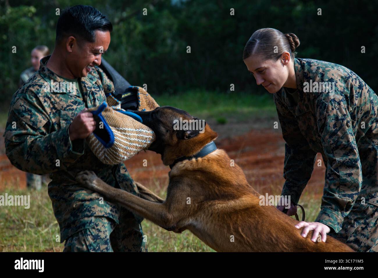 Le 9 janvier 2019 - Camp Hansen, Okinawa, Japon - le Cpl Omar R. Dulay, gauche, le Sgt Courtney Zielinski, droite, les maîtres-chiens militaires du quartier général et du bataillon des services, Camp Butler, Marine corps installations Pacific, mènent une formation en agression contrôlée au Camp Hansen, Okinawa, Japon, le 9 janvier 2019. La formation a été organisée pour établir des rapports et la confiance entre les chiens et leurs maîtres. (Crédit image : © U.S. Marine corps/ZUMA Wire/ZUMAPRESS.com) Banque D'Images