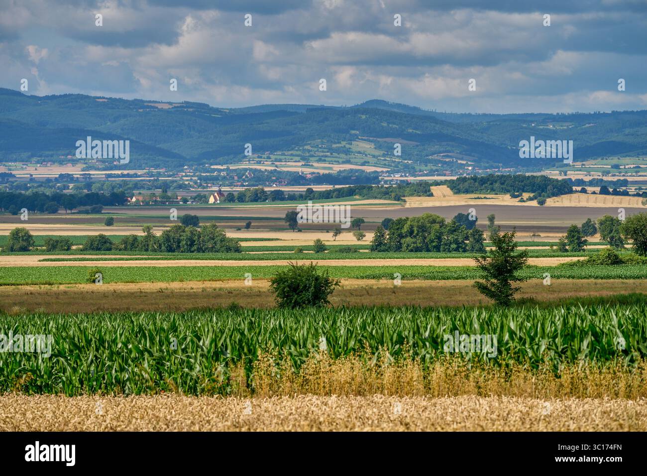 Paysage rural ensoleillé d'été inférieur de silésie avec ciel bleu, nuages et flield de grain de maturation Banque D'Images