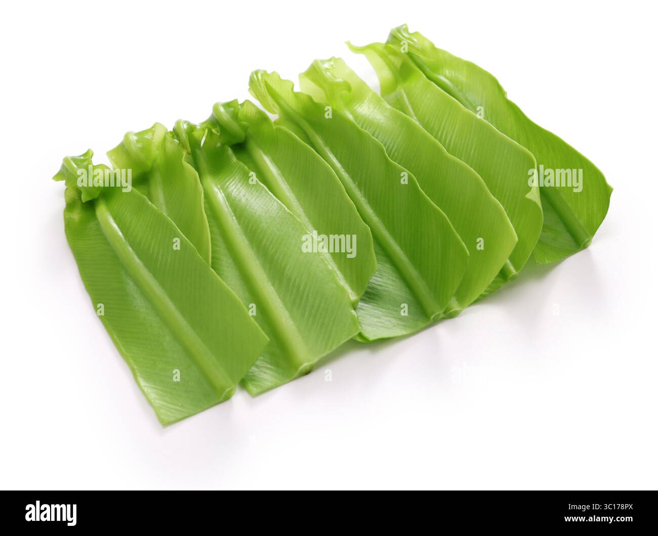 De nouvelles pousses de fougère nid d'oiseaux (appelé Otaniwatari au Japon). Banque D'Images