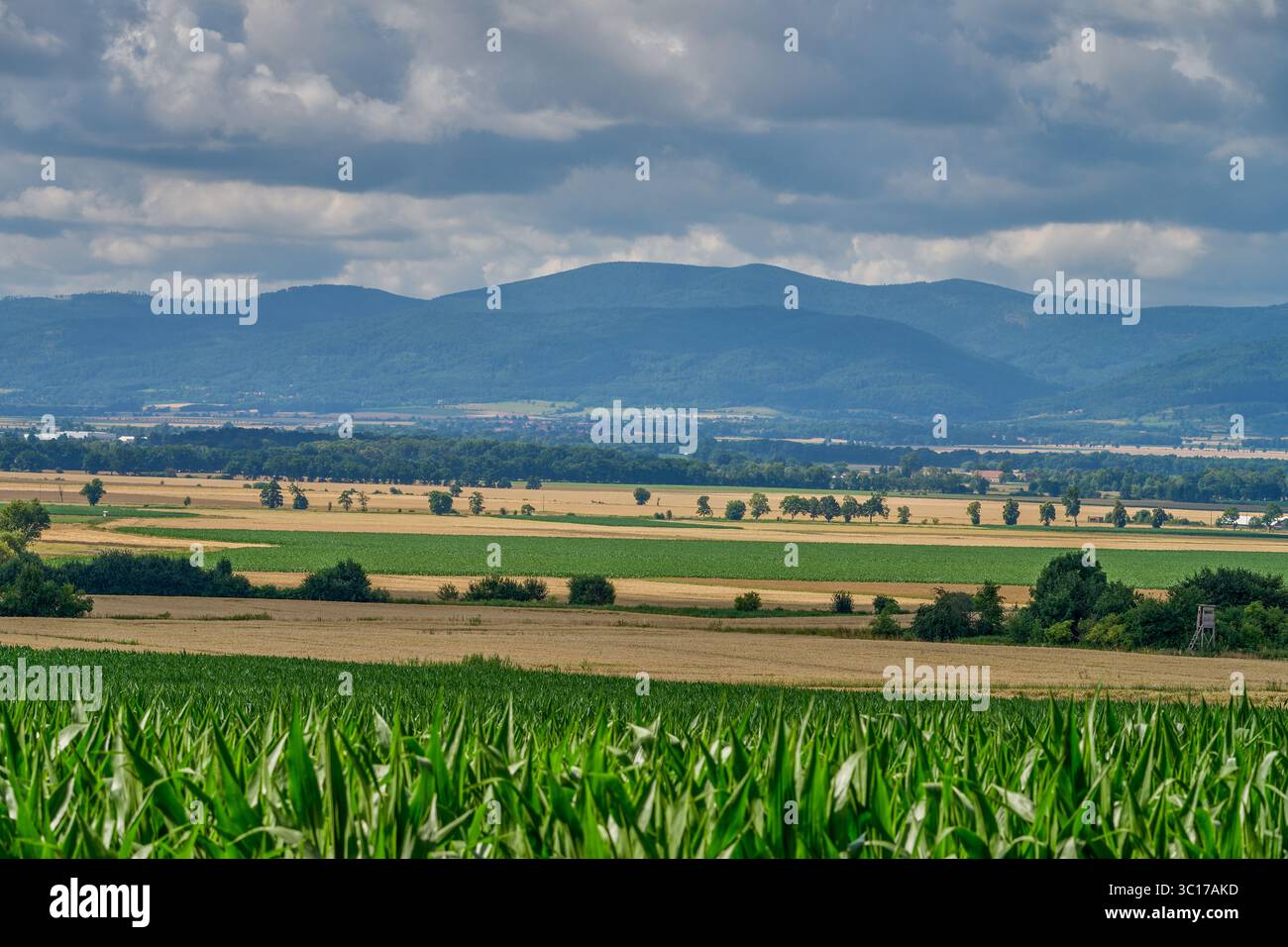 Paysage rural ensoleillé d'été inférieur de silésie avec ciel bleu, nuages et flield de grain de maturation Banque D'Images