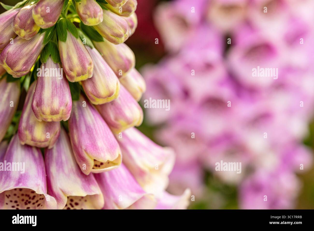Naturel gros plan (mise au point restreinte) Portrait de plante à fleurs de Digitalis fleurit avec un peu d'espace négatif. Équilibre, caractère, composition, séduisant Banque D'Images