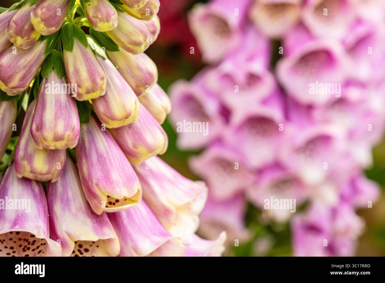 Naturel gros plan (mise au point restreinte) Portrait de plante à fleurs de Digitalis fleurit avec un peu d'espace négatif. Équilibre, caractère, composition, séduisant Banque D'Images