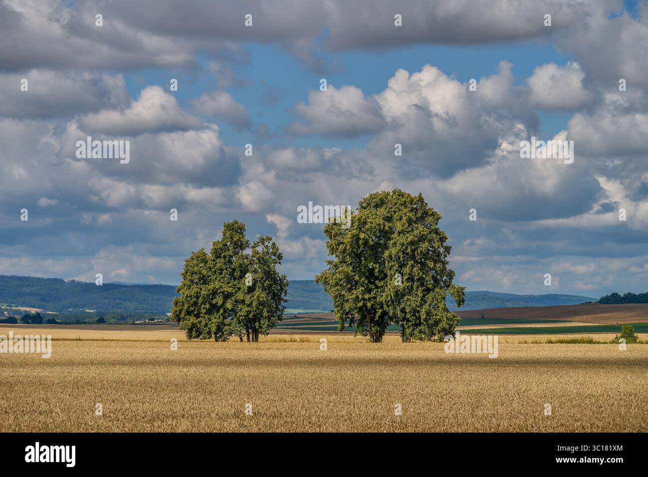 Paysage rural ensoleillé d'été inférieur de silésie avec ciel bleu, nuages et flield de grain de maturation Banque D'Images
