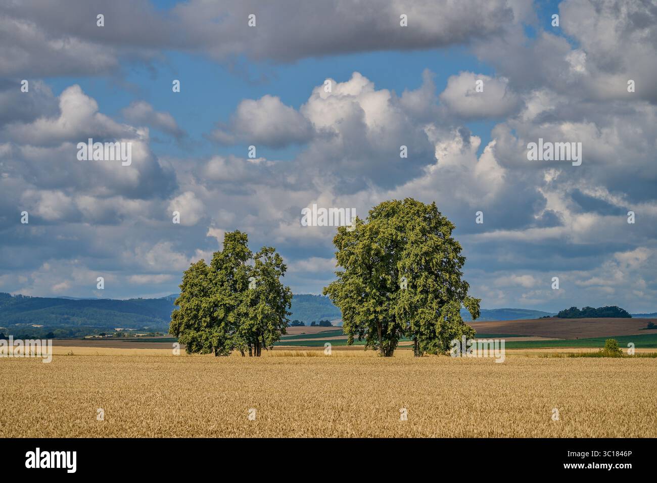 Paysage rural ensoleillé d'été inférieur de silésie avec ciel bleu, nuages et flield de grain de maturation Banque D'Images