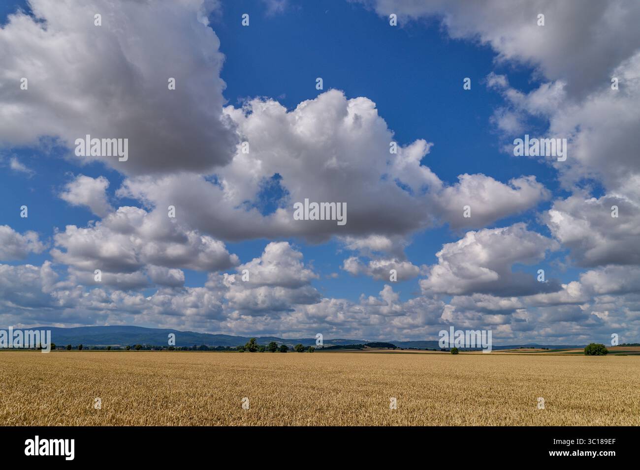 Paysage rural ensoleillé d'été inférieur de silésie avec ciel bleu, nuages et flield de grain de maturation Banque D'Images