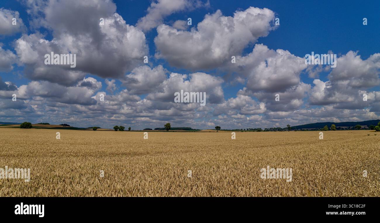 Paysage rural ensoleillé d'été inférieur de silésie avec ciel bleu, nuages et flield de grain de maturation Banque D'Images