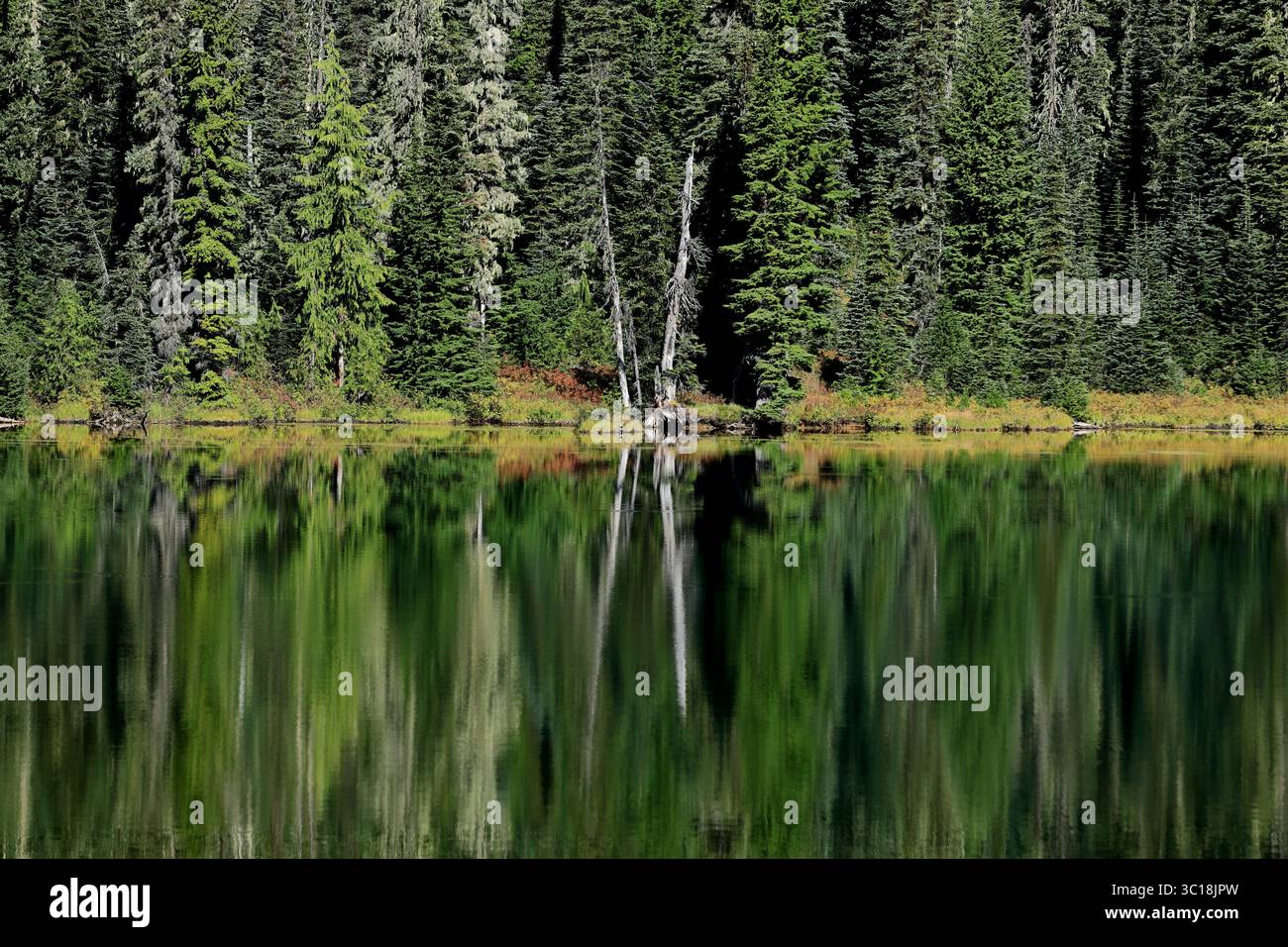 Des sapins imposants se dressent sentinelles le long d'un lac alpin verdoyant, avec des silhouettes majestueuses reflétées sous un ciel bleu clair, évoquant des reflets sereins de la nature sauvage. Banque D'Images