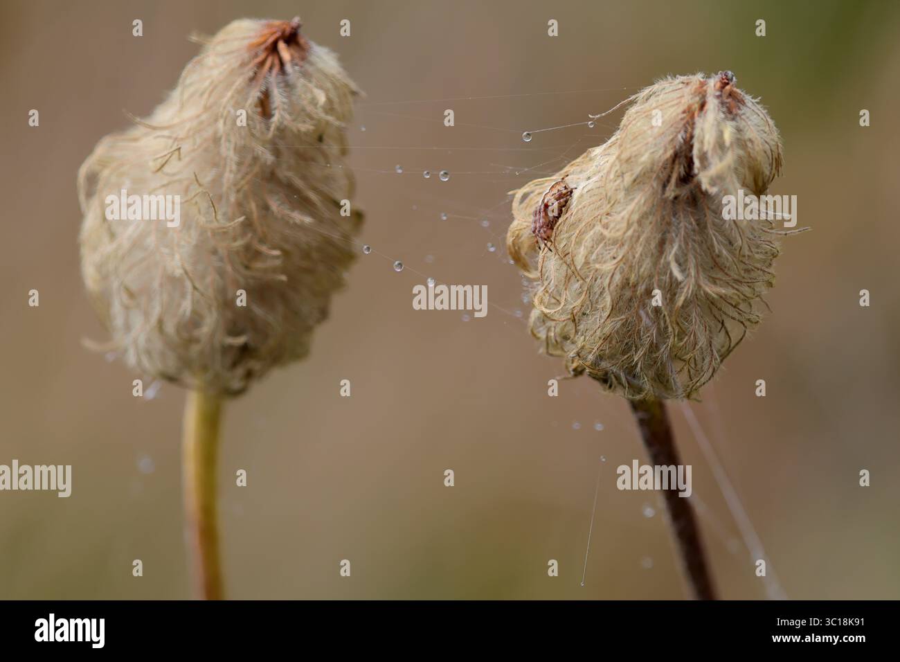 Deux têtes de graines torsadées entrelacées par une délicate soie d'araignée scintillent sur fond de prairie douce, évoquant la beauté botanique éthérée ! Banque D'Images Deux têtes de graines torsadées entrelacées par une délicate soie d'araignée scintillent sur fond de prairie douce, évoquant la beauté botanique éthérée ! Banque D'Images