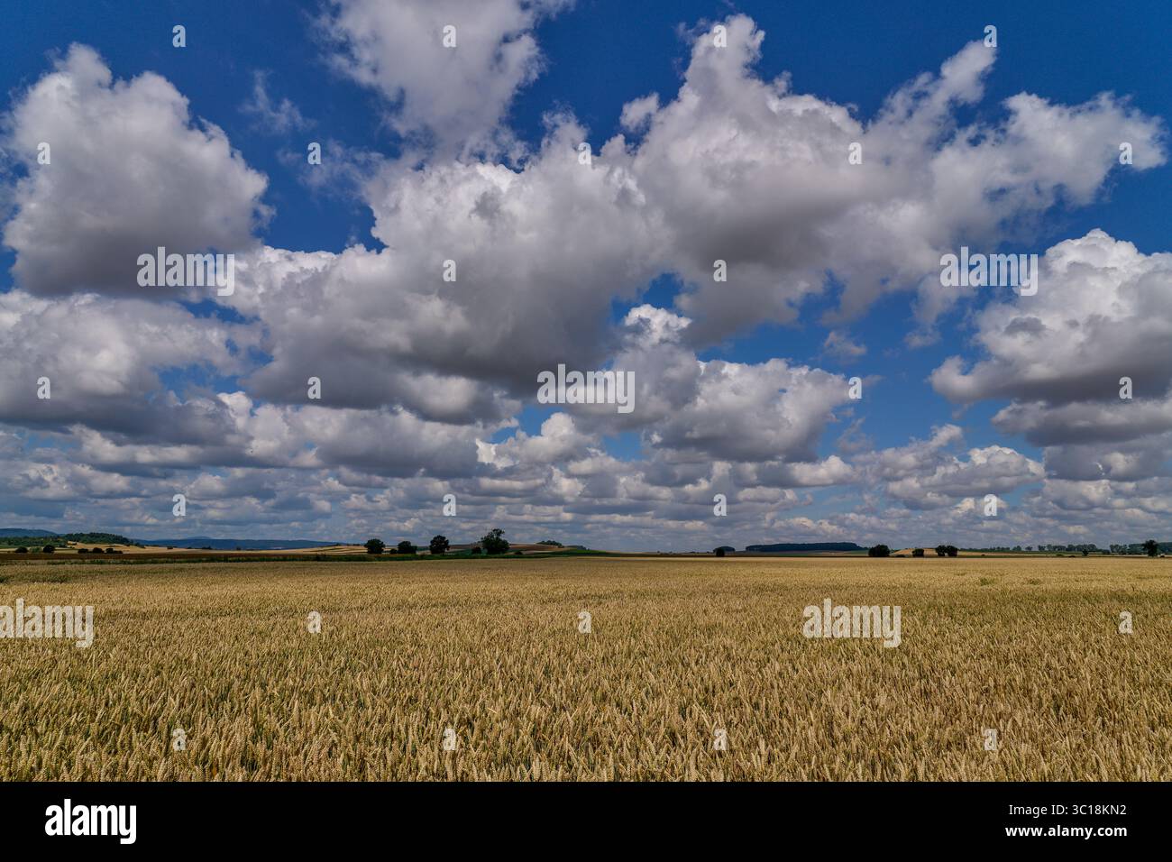 Paysage rural ensoleillé d'été inférieur de silésie avec ciel bleu, nuages et flield de grain de maturation Banque D'Images