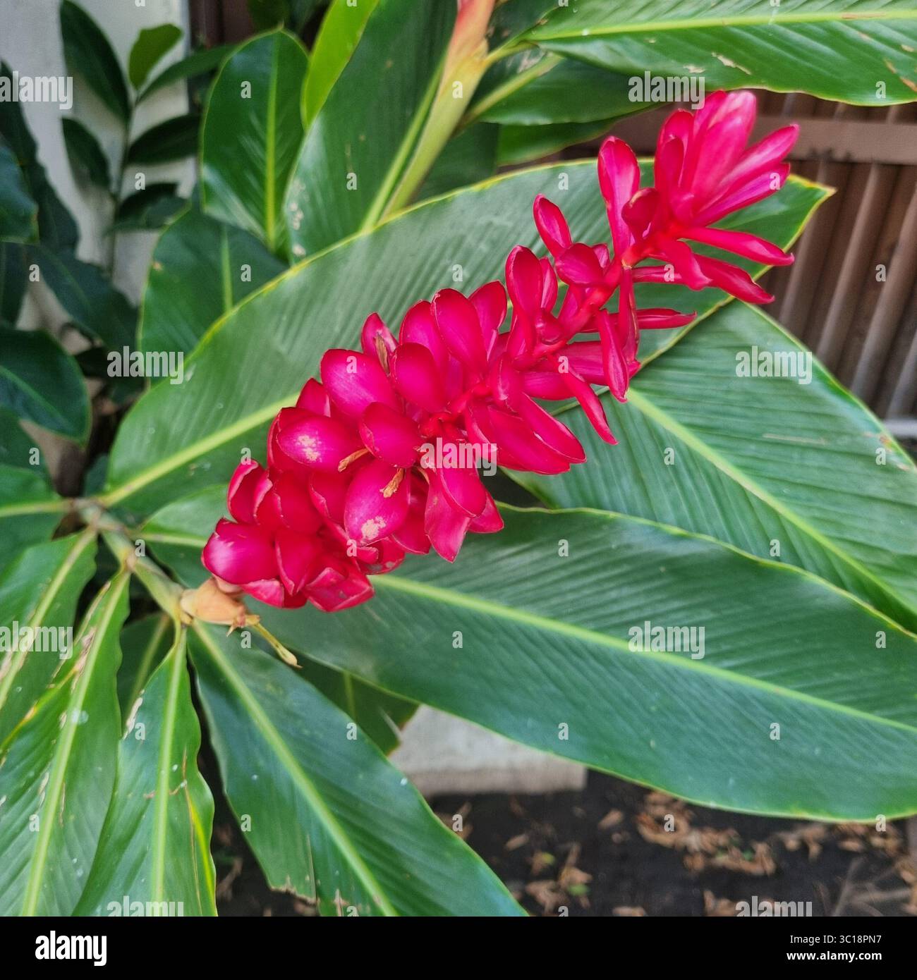 Plante de gingembre à fleurs roses chaudes - Alpinia purpurata - Image de stock capturée avec un smartphone